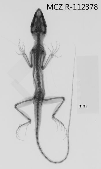 Media type: image;   Herpetology R-112378 Aspect: dorsoventral x-ray
